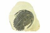 Bargain, Hollardops Trilobite Fossil - Ofaten, Morocco #287462-1